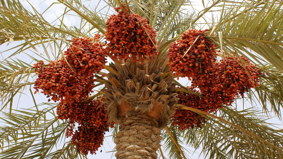 Fast-growing-date-palm-jpg
