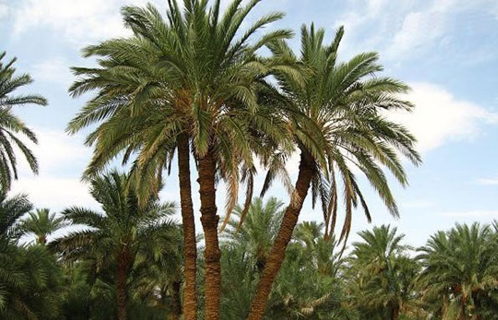 نخل-خرما